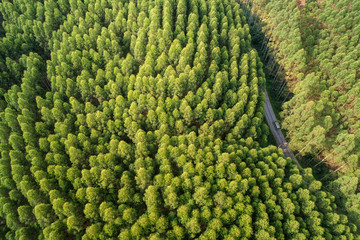 Road in the middle of a forest from above