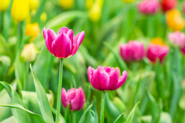 Beautiful Tulips in the garden.