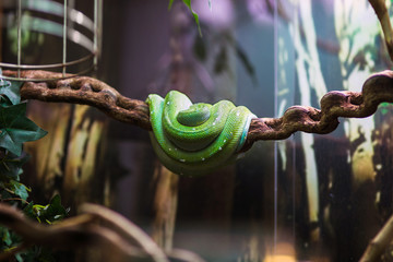 Green snake resting on a branch in a terrarium at the zoo