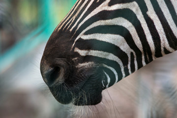 Zebra in the zoo. Portrait. Close-up.