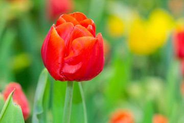 Red Tulips with beautiful in the garden.