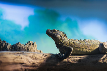 The lizard sits on a tree in a terrarium at the zoo