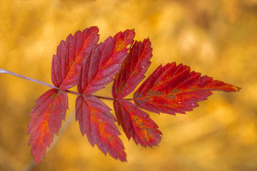 Autumn red colour foilage of mulberry tree