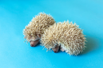 Little animal - hedgehog on blue background. © kamonrat