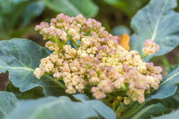 Cauliflower turned purple due to the presence of anthocyanin produced due to sun exposure
