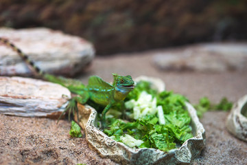 Green lizard eating in a zoo terrarium