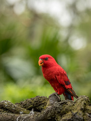 Red Lory, Eos bornea. Portrait of a small colorful parrot sitting on a branch.