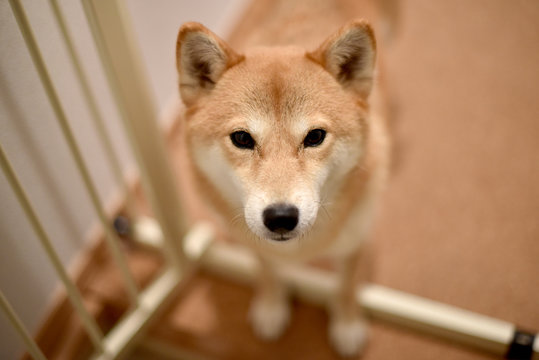 柴犬・見上げる
