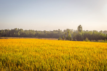 Terraced golden coloured rice field with clear skies in the backdrop in Srinagar, Kashmir