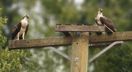 A Mating Pair of Osprey Rest on a Makeshift Nesting Base
