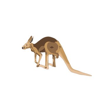 color vector kangaroo on white background