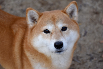 柴犬・真顔