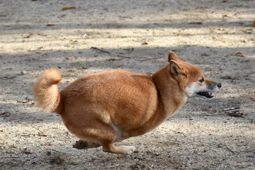柴犬・走る