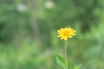 Natural flower