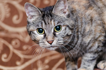 gray and whiskered cat with dilated pupils