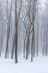 misty winter forest scenic view. forest bare trees standing in white snow