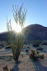 Sunburst through Cactus in the desert of Borrego Springs