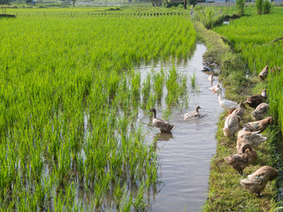 Obraz na płótnie Canvas local ducks swimming and feeding in wet rice paddy field 