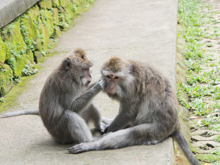 Two macaque monkeys grooming