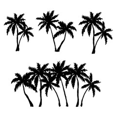 Set of hand drawn palm trees isolated on white. Vector illustration
