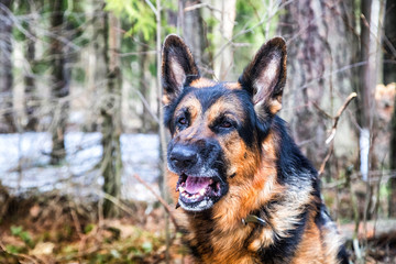 Dog German Shepherd in the forest in an early spring