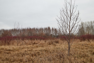 Fototapeta premium Yellow landscape in autumn cloudy day with yellow grass and trees background