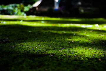Naklejka premium Moss on the floor with light.