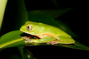 green tree frog on leaf