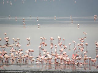 Flamingoes