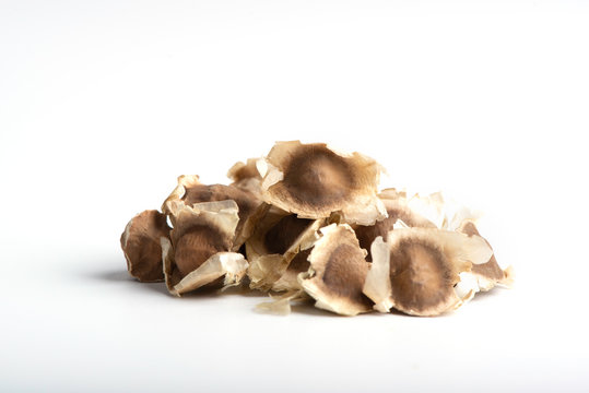 Moringa Oleifera seed dried on isolated white background.