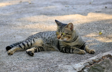 The face of a natural cat close-up.