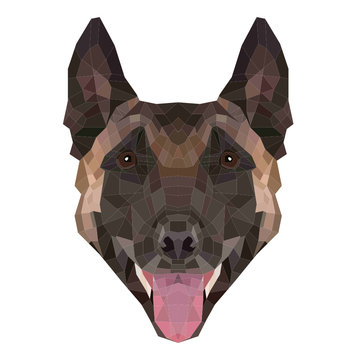 1 619 Best Belgian Malinois Images Stock Photos Vectors Adobe Stock