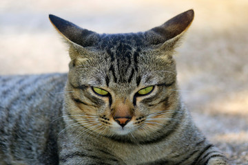 The face of a natural cat close-up.