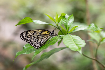 Side view of a white tree nymph, Idea leuconoe, with folded wings
