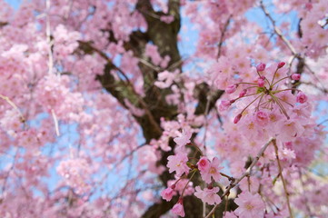 Cherry blossom at Osaka castle in Japan