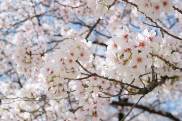 Obraz premium Cherry blossom at Osaka castle in Japan