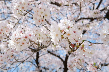 Cherry blossom at Osaka castle in Japan