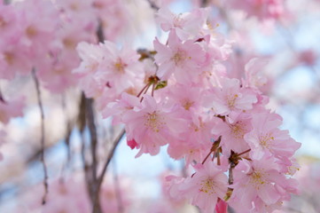 Cherry blossom at Osaka castle in Japan