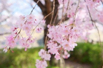 Obraz premium Cherry blossom at Osaka castle in Japan