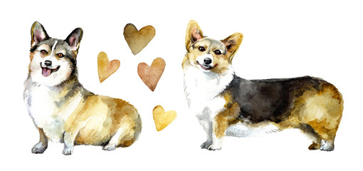 Watercolor dog corgi with hearts - Illustration