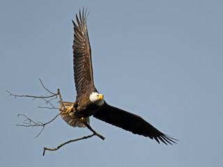 Bald Eagle in Flight with Sticks for Nest