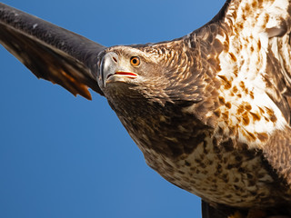 Close-up Juvenile Bald Eagle in Flight
