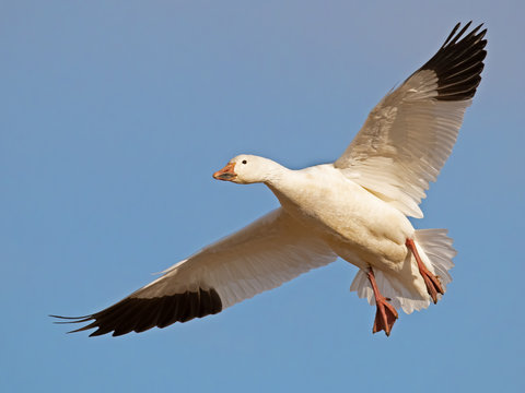 Snow Goose in Flight Wings Spread