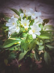 white flowers of Jasminum