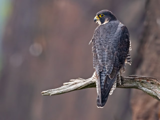 Peregrine Falcon sitting in Tree