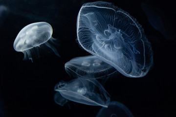 Jellyfish in the depths of the ocean
