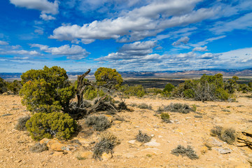 Mesa View