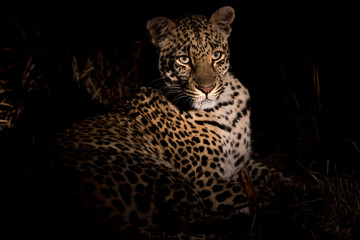 Adult female leopard resting after a successful hunt.