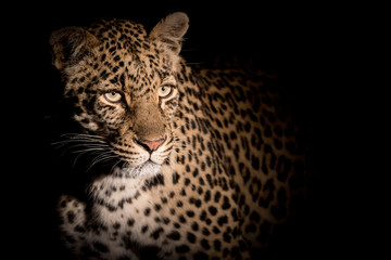Close up portrait of adult female leopard in spotlight during night game drive.