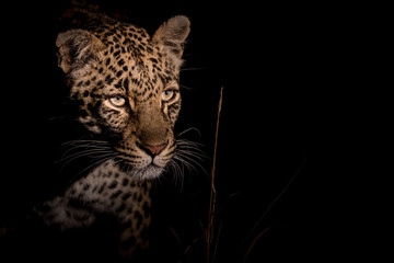 Elusive leopard at night staring into the darkness.